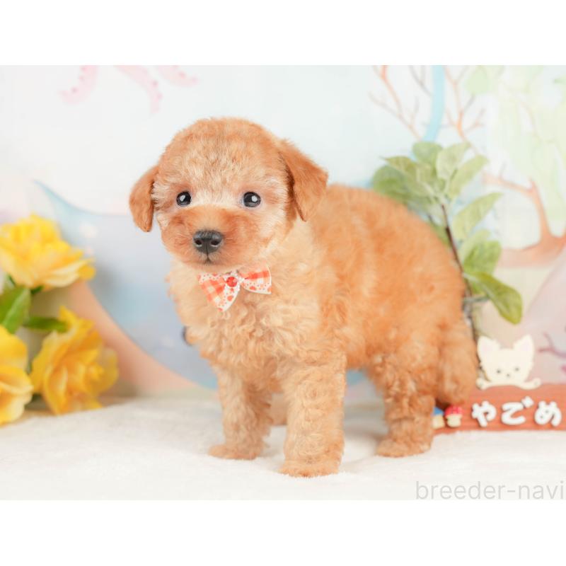 販売中の静岡県のトイプードル-428513の10枚目