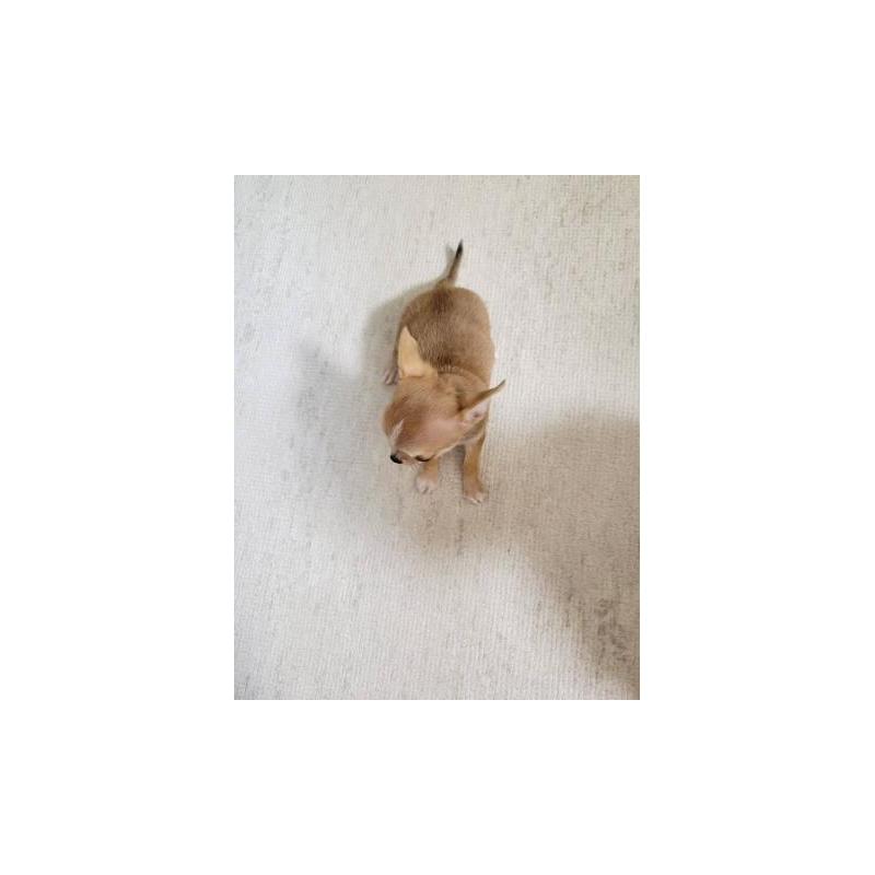 販売中の滋賀県のチワワ(スムースコート)-428456の2枚目