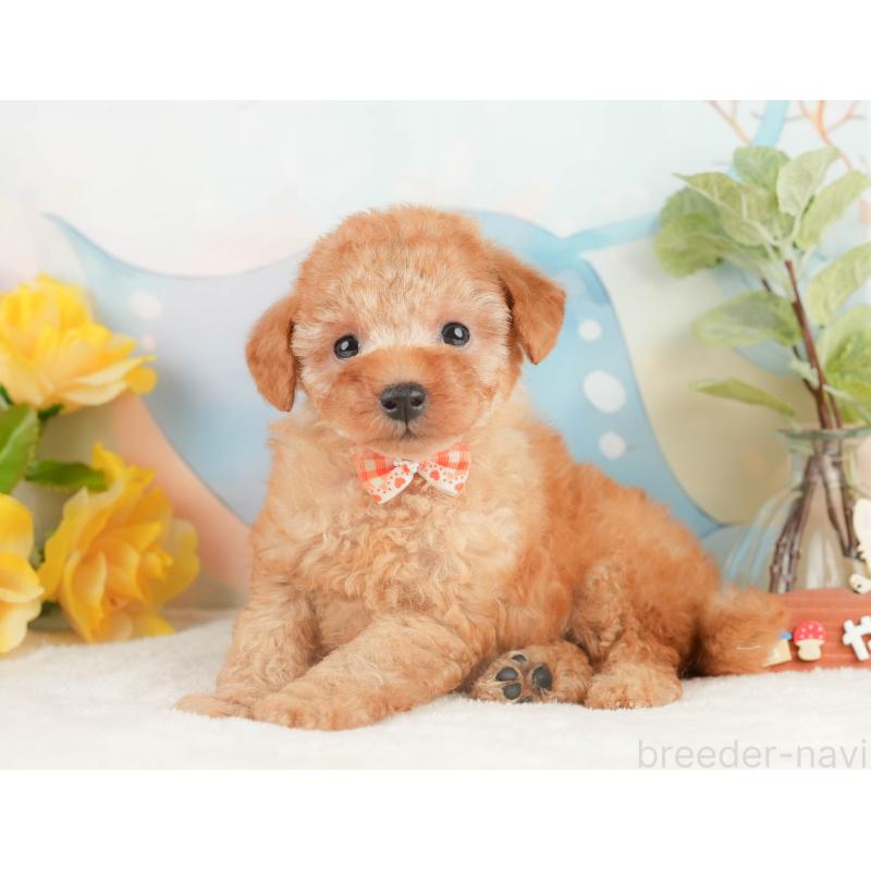 販売中の静岡県のトイプードル-428513の9枚目