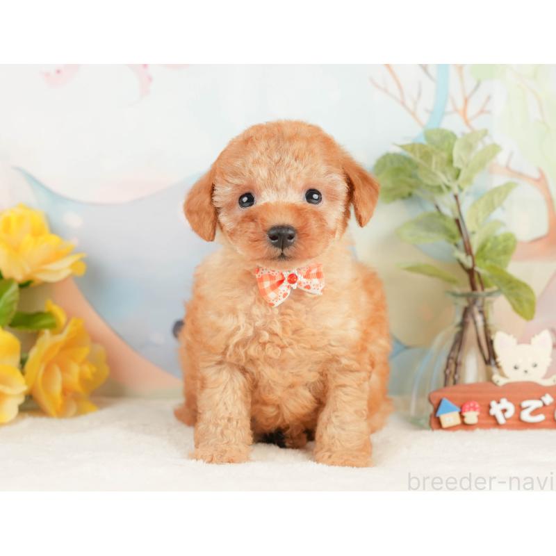 販売中の静岡県のトイプードル-428513の8枚目