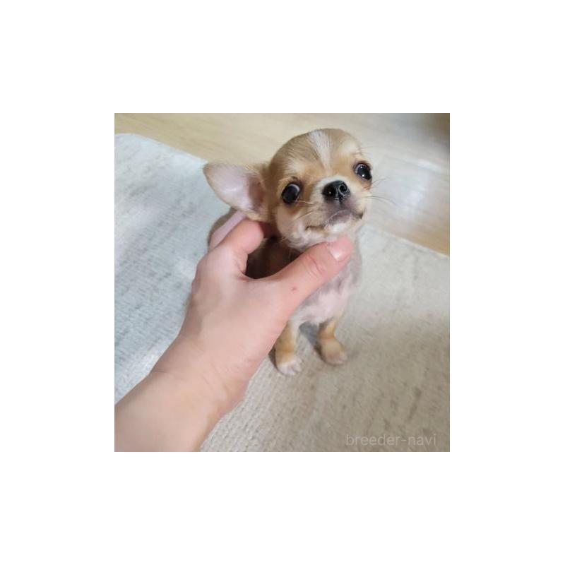販売中の滋賀県のチワワ(スムースコート)-428456の1枚目