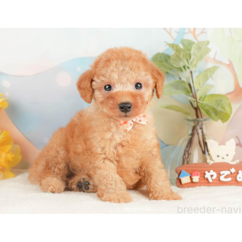 販売中の静岡県のトイプードル-428513の7枚目