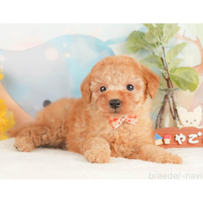 販売中の静岡県のトイプードル-428513の6枚目