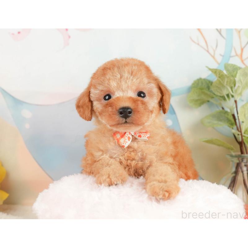 販売中の静岡県のトイプードル-428513の5枚目