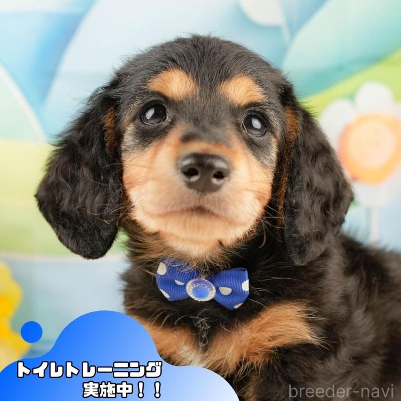 販売中の静岡県のミニチュアダックスフンド(ロングヘアード)-428508