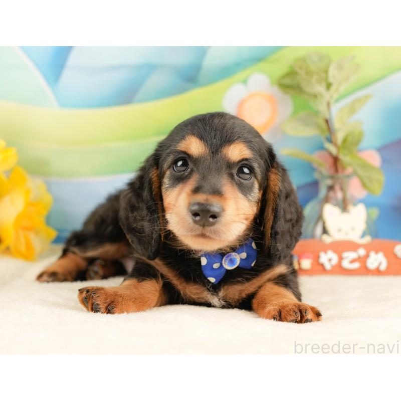 販売中の静岡県のミニチュアダックスフンド(ロングヘアード)-428508の11枚目