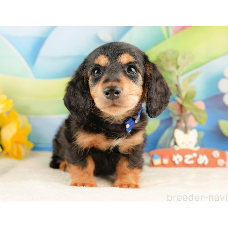 販売中の静岡県のミニチュアダックスフンド(ロングヘアード)-428508の10枚目