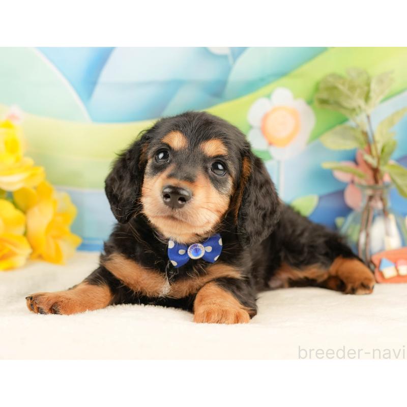 販売中の静岡県のミニチュアダックスフンド(ロングヘアード)-428508の9枚目