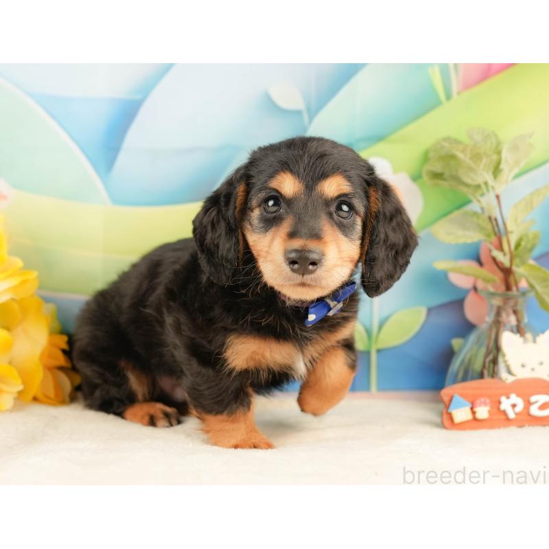 販売中の静岡県のミニチュアダックスフンド(ロングヘアード)-428508の8枚目