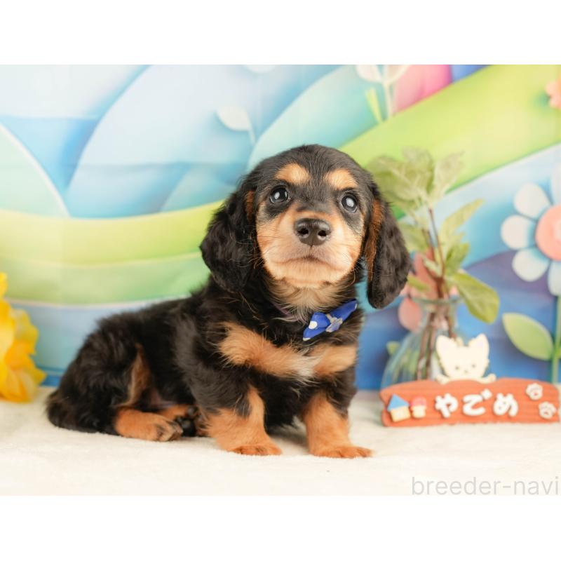 販売中の静岡県のミニチュアダックスフンド(ロングヘアード)-428508の7枚目