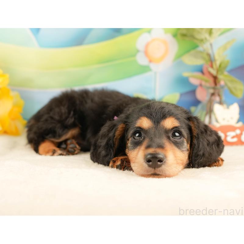 販売中の静岡県のミニチュアダックスフンド(ロングヘアード)-428508の6枚目