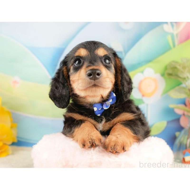 販売中の静岡県のミニチュアダックスフンド(ロングヘアード)-428508の5枚目