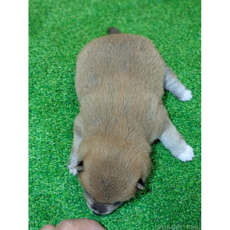 販売中の鹿児島県の豆柴-428460の7枚目