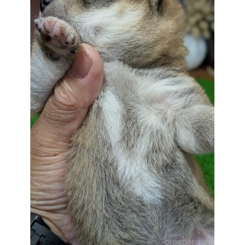 販売中の鹿児島県の豆柴-428460の5枚目