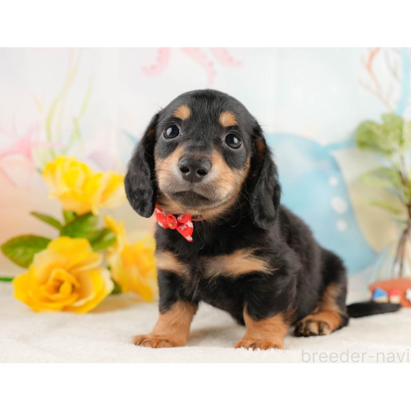 販売中の静岡県のミニチュアダックスフンド(ロングヘアード)-428507の11枚目