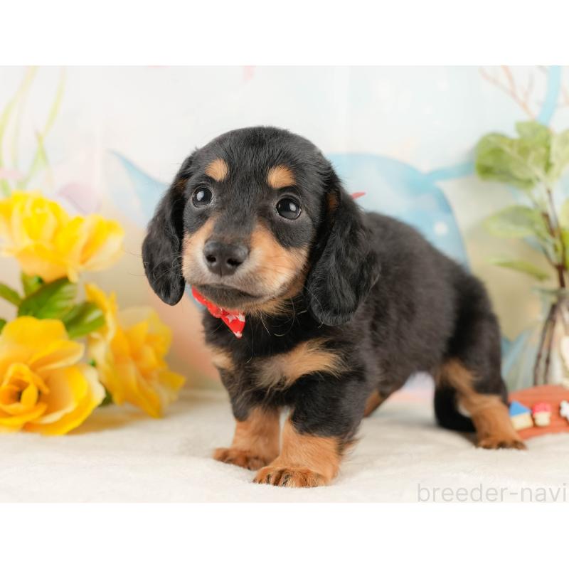 販売中の静岡県のミニチュアダックスフンド(ロングヘアード)-428507の10枚目