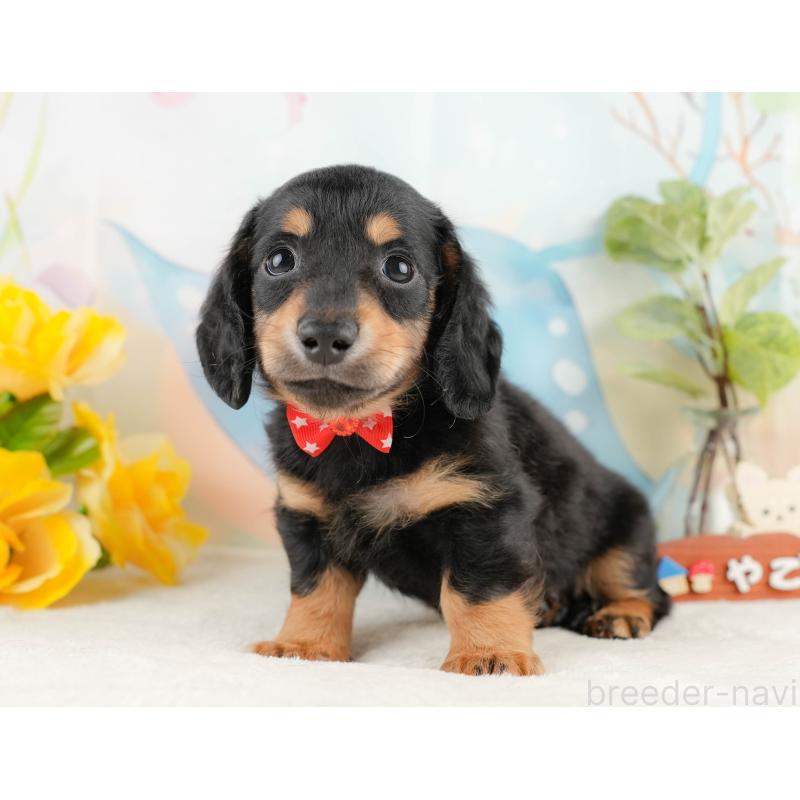 販売中の静岡県のミニチュアダックスフンド(ロングヘアード)-428507の9枚目