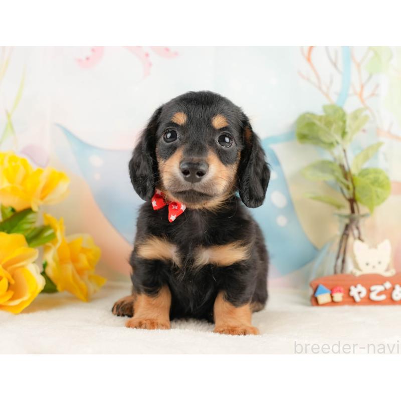 販売中の静岡県のミニチュアダックスフンド(ロングヘアード)-428507の8枚目