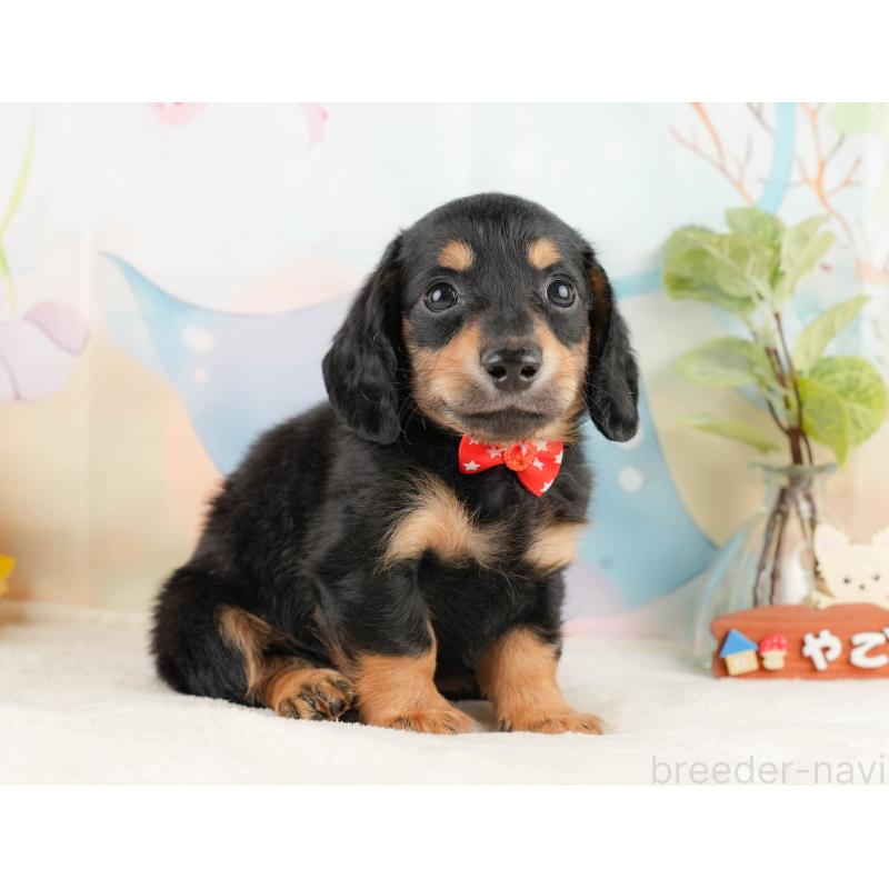 販売中の静岡県のミニチュアダックスフンド(ロングヘアード)-428507の7枚目