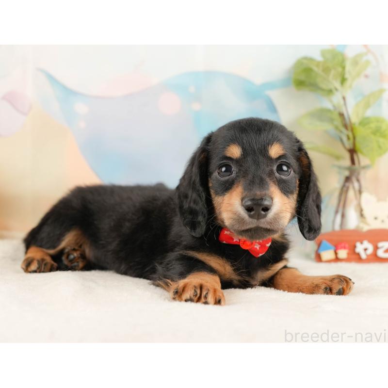 販売中の静岡県のミニチュアダックスフンド(ロングヘアード)-428507の6枚目