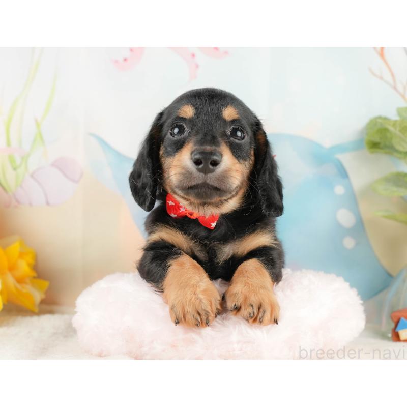 販売中の静岡県のミニチュアダックスフンド(ロングヘアード)-428507の5枚目