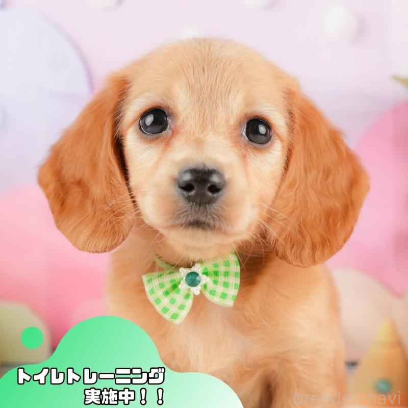 販売中の静岡県のミニチュアダックスフンド(ロングヘアード)-428504