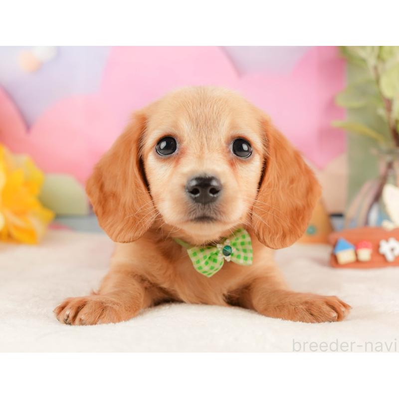 販売中の静岡県のミニチュアダックスフンド(ロングヘアード)-428504の11枚目