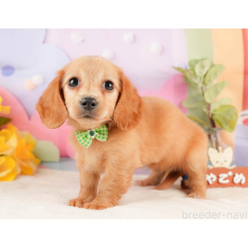 販売中の静岡県のミニチュアダックスフンド(ロングヘアード)-428504の10枚目