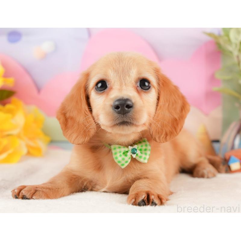 販売中の静岡県のミニチュアダックスフンド(ロングヘアード)-428504の9枚目