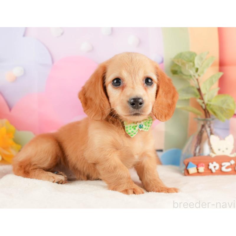 販売中の静岡県のミニチュアダックスフンド(ロングヘアード)-428504の8枚目