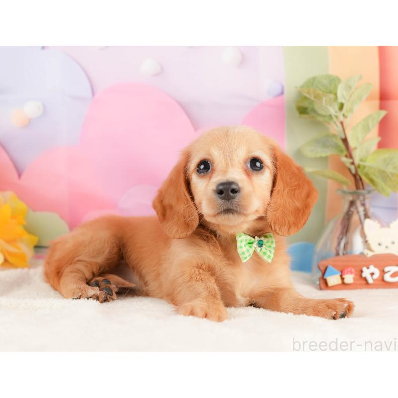 販売中の静岡県のミニチュアダックスフンド(ロングヘアード)-428504の7枚目