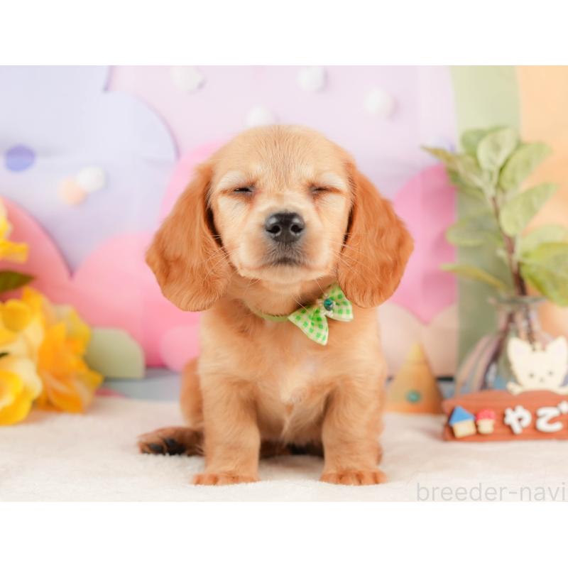 販売中の静岡県のミニチュアダックスフンド(ロングヘアード)-428504の6枚目