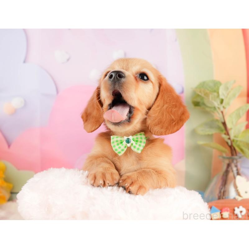 販売中の静岡県のミニチュアダックスフンド(ロングヘアード)-428504の5枚目