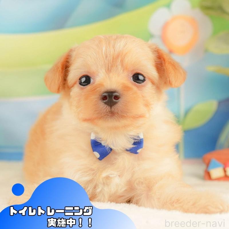 販売中の静岡県のチワプー:チワワ×トイプードル-428500の1枚目