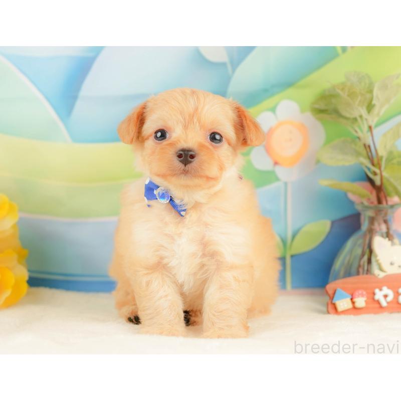 販売中の静岡県のチワプー:チワワ×トイプードル-428500の11枚目