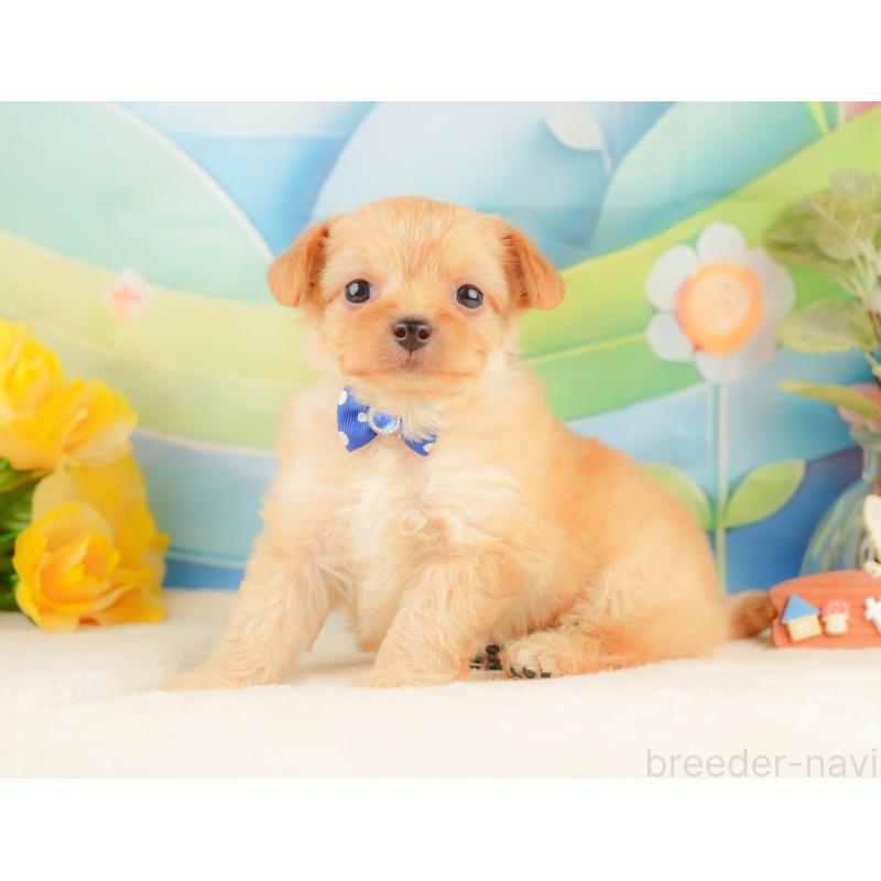 販売中の静岡県のチワプー:チワワ×トイプードル-428500の10枚目