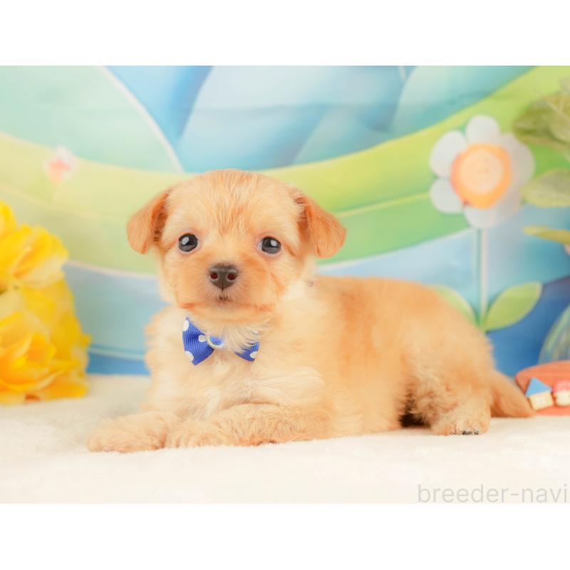 販売中の静岡県のチワプー:チワワ×トイプードル-428500の9枚目