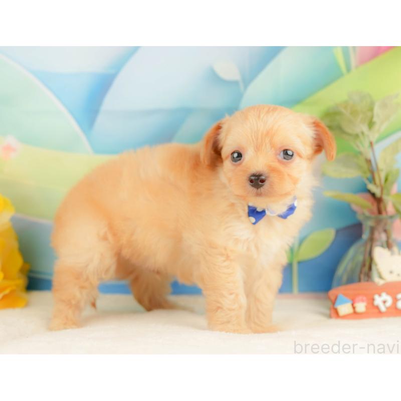 販売中の静岡県のチワプー:チワワ×トイプードル-428500の8枚目