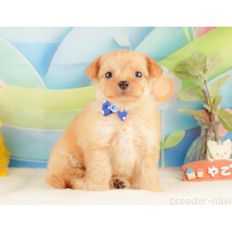 販売中の静岡県のチワプー:チワワ×トイプードル-428500の7枚目