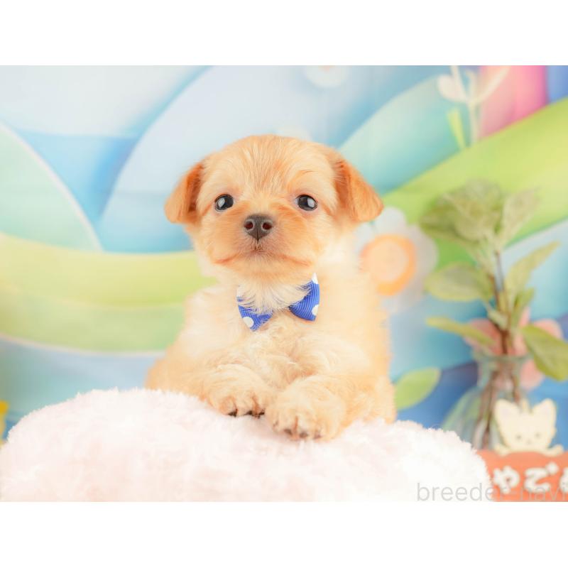 販売中の静岡県のチワプー:チワワ×トイプードル-428500の6枚目