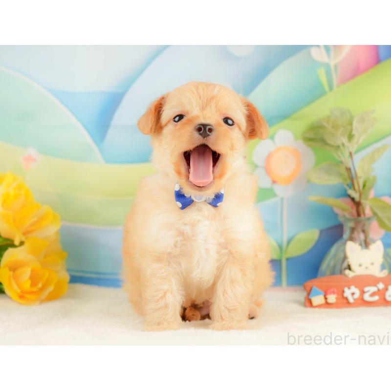 販売中の静岡県のチワプー:チワワ×トイプードル-428500の5枚目