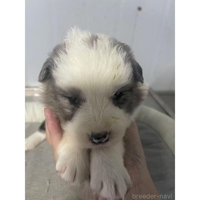 販売中の東京都のボーダーコリー-428458の5枚目