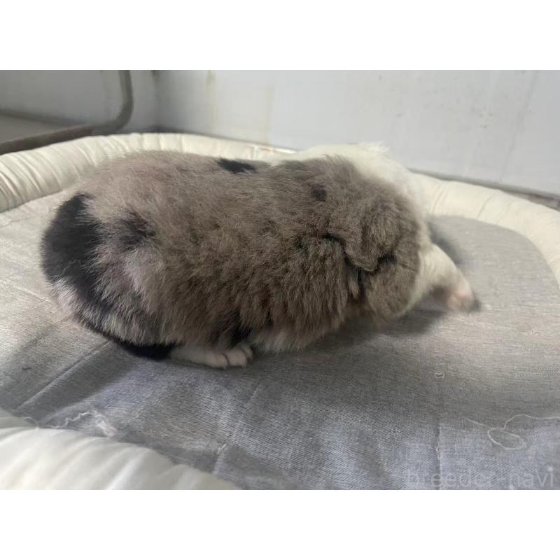 販売中の東京都のボーダーコリー-428458の4枚目