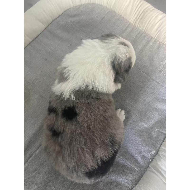 販売中の東京都のボーダーコリー-428458の3枚目