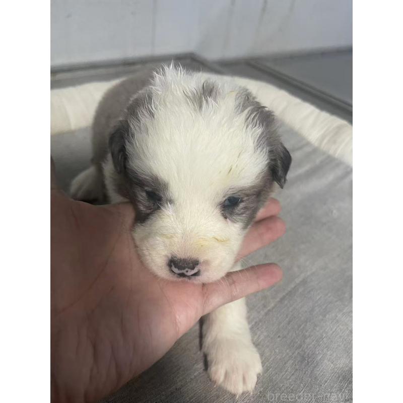 販売中の東京都のボーダーコリー-428458の2枚目