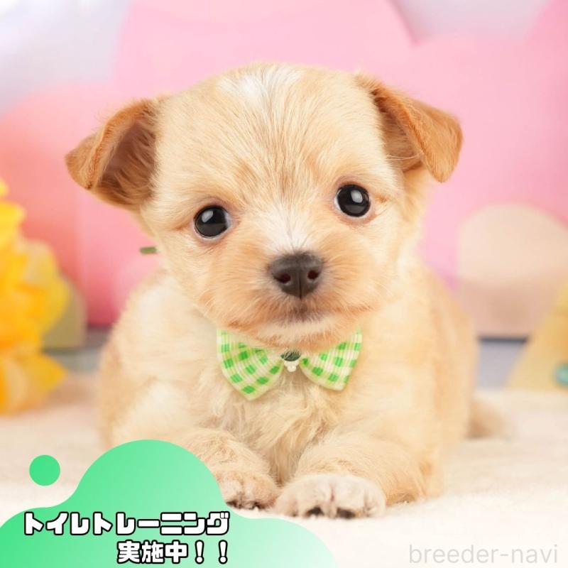 販売中の静岡県のチワプー:チワワ×トイプードル-428495