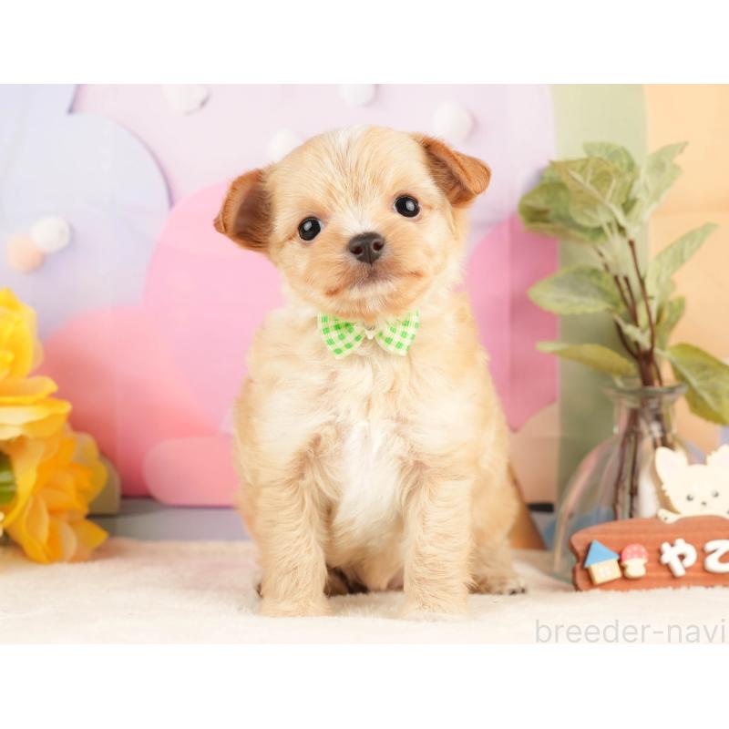 販売中の静岡県のチワプー:チワワ×トイプードル-428495の11枚目