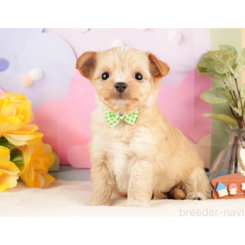 販売中の静岡県のチワプー:チワワ×トイプードル-428495の10枚目