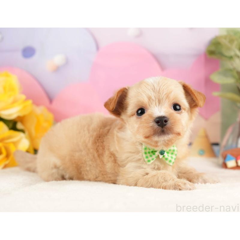 販売中の静岡県のチワプー:チワワ×トイプードル-428495の9枚目