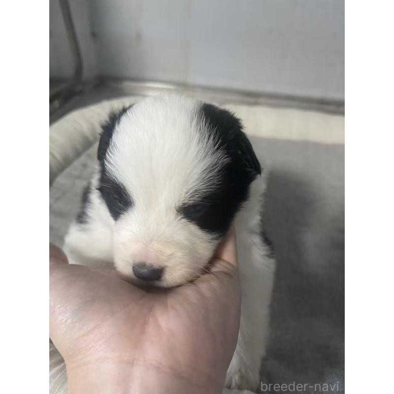 販売中の東京都のボーダーコリー-428459の6枚目